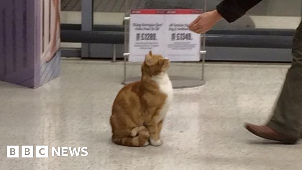 Ely Sainsbury's cat owner asks shoppers to lay off treats BBC News