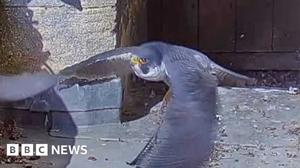 Ely Cathedral Peregrines On Camera For First Time Bbc News 