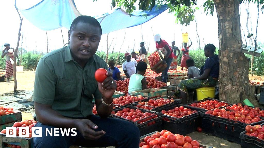 The diaspora returning to grow tomatoes in Zambia