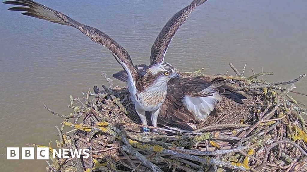 Prolific osprey lays first egg of 2024 season at Rutland Water