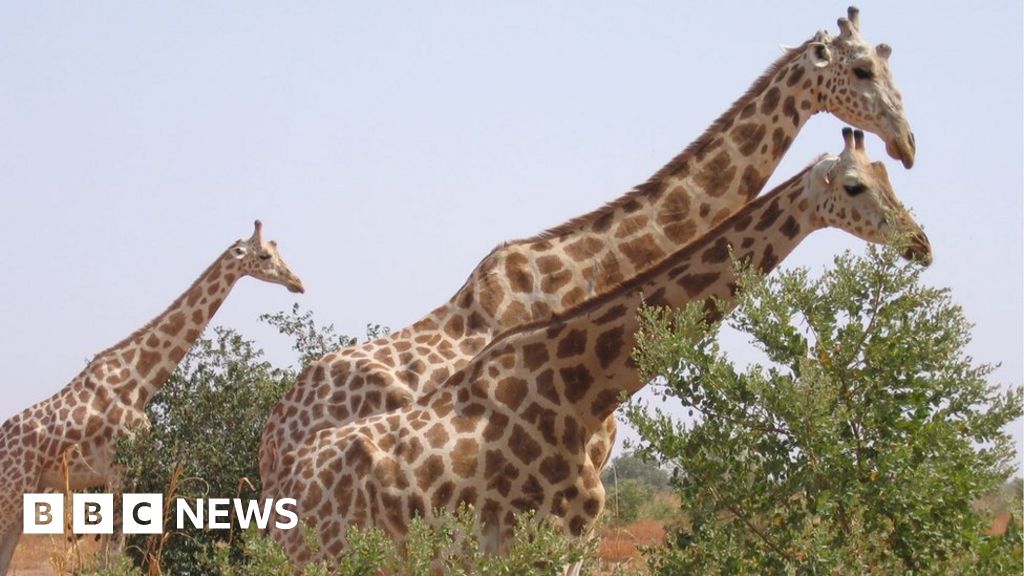 French tourists among eight killed in Niger attack