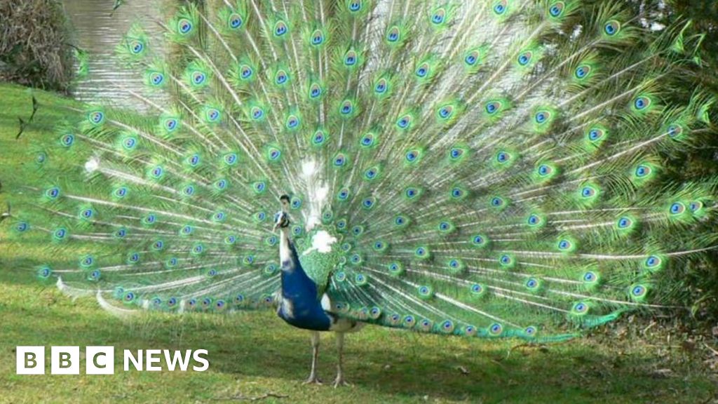 Plan for Norfolk house that 'would disturb peacocks' rejected 