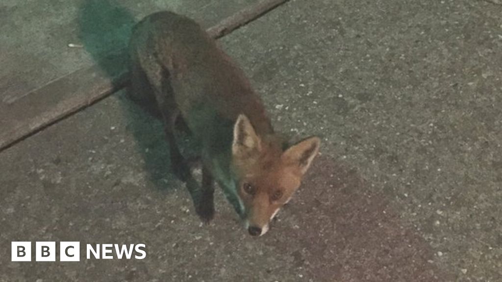 'Vicious' fox traps eight people in Cambridgeshire sports club
