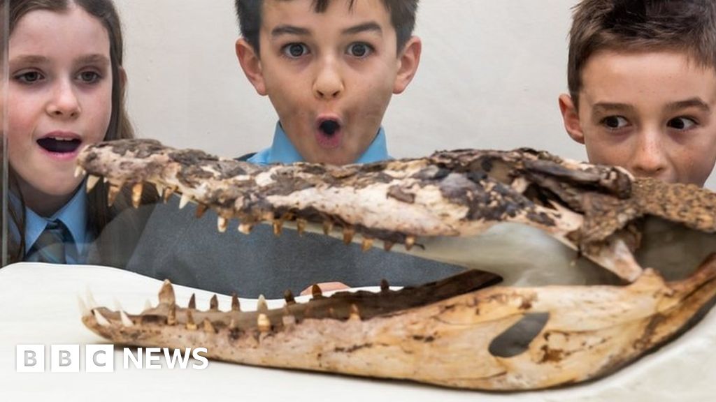 Crocodile found under Rhondda school floor on display
