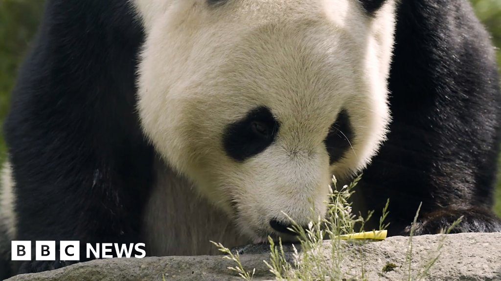 Moving two giant pandas from Edinburgh Zoo to China