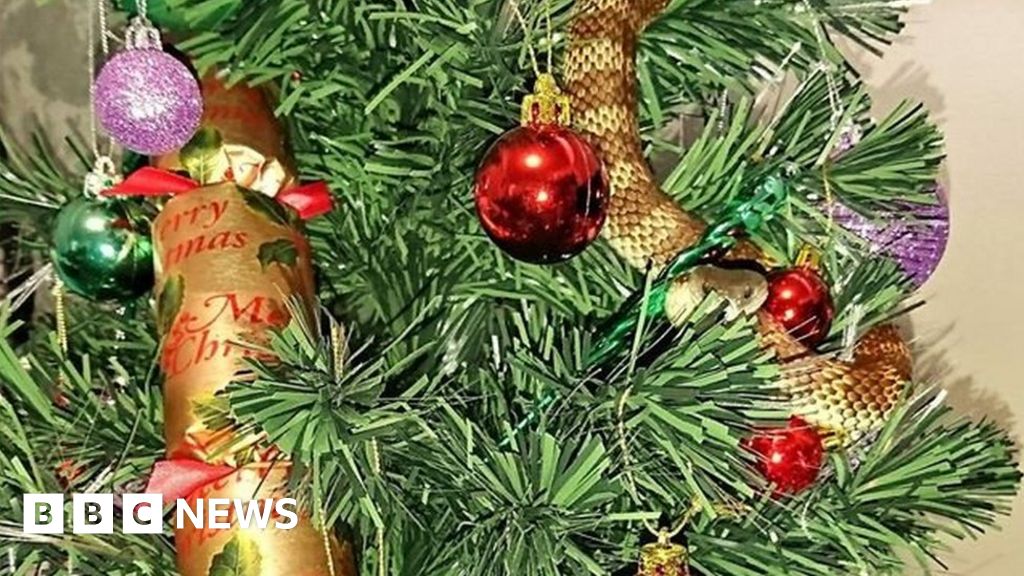 Australian woman finds snake curled up in Christmas tree