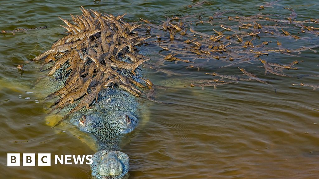 Wildlife Photographer of the Year: How many crocodiles can you see?