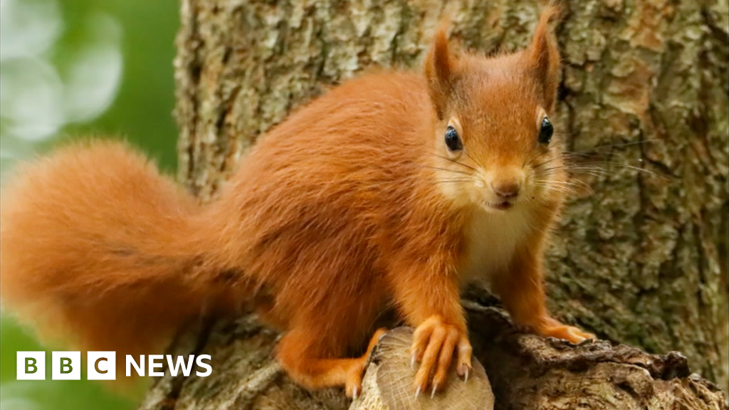 Red squirrels: Vaccine call to save animal from killer pox