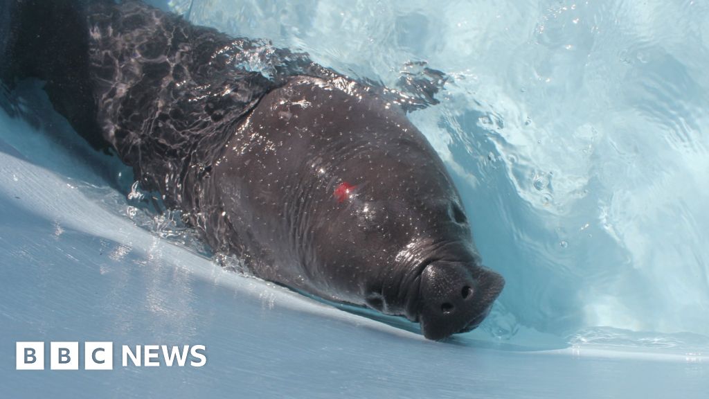 Tracking Tico: Manatee rescued after frantic search