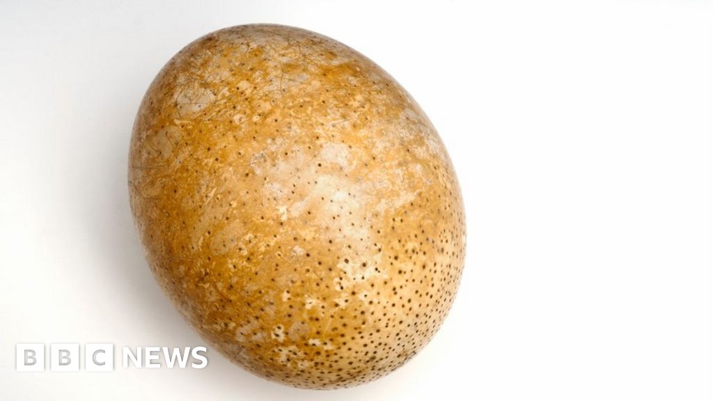 Proteins from 'deep time' found in ostrich eggshell BBC News
