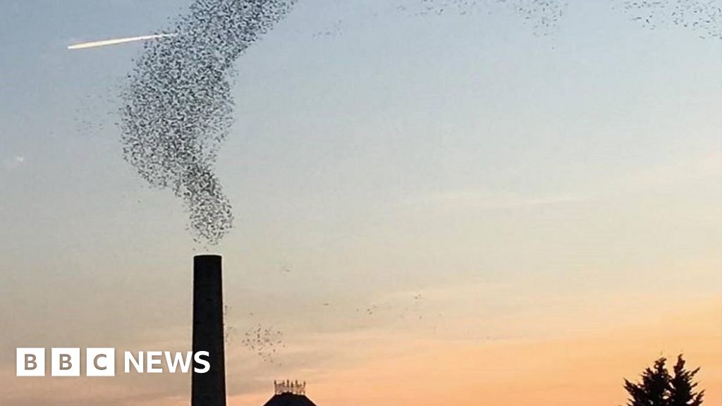 Skipton starling murmuration chimney photo 'a fluke' BBC News