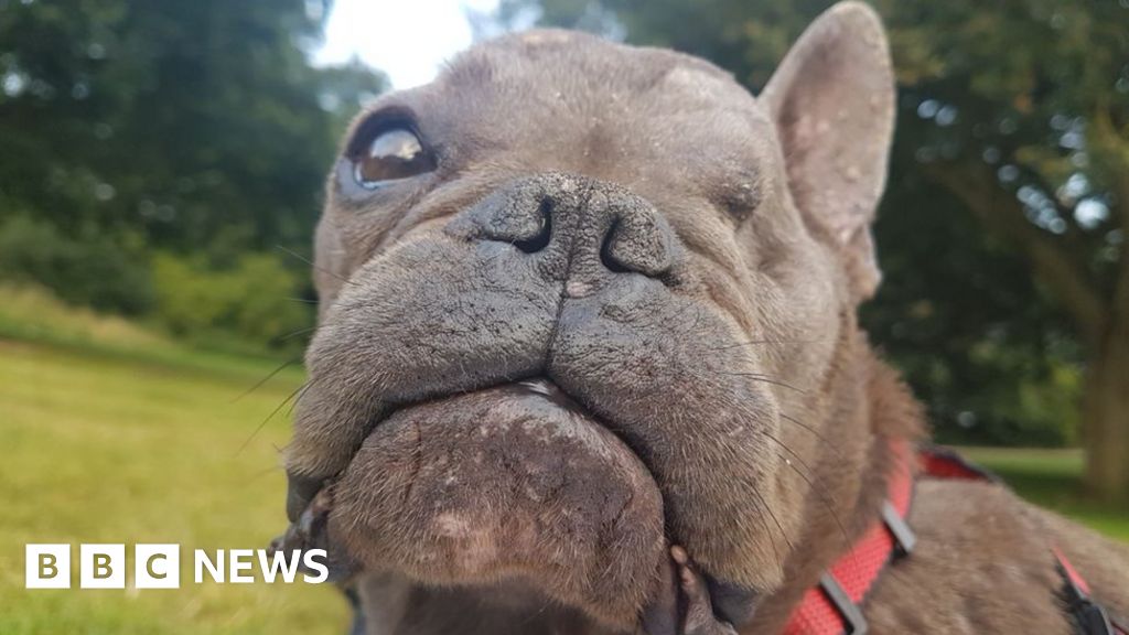 Oneeyed French bulldog Ugly Betty needs new home BBC News