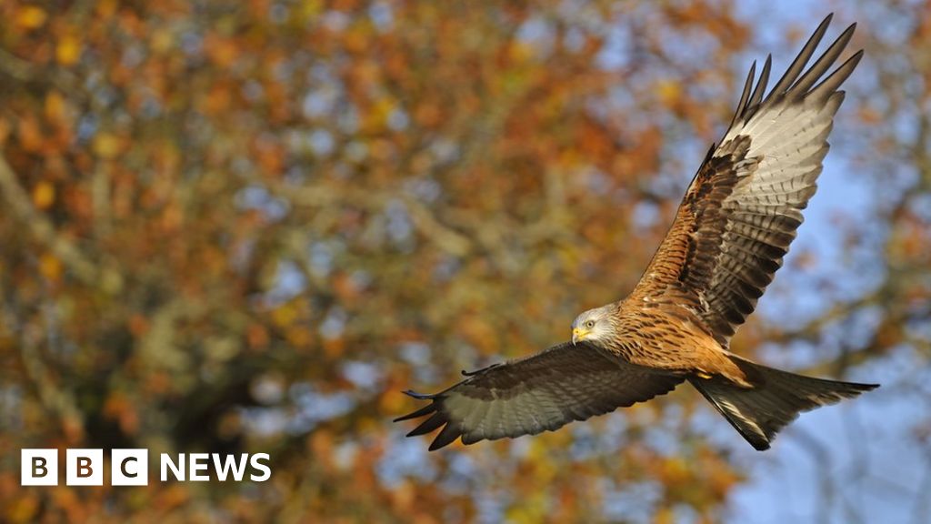 Red kite 30-year Chilterns project a 'conservation success'