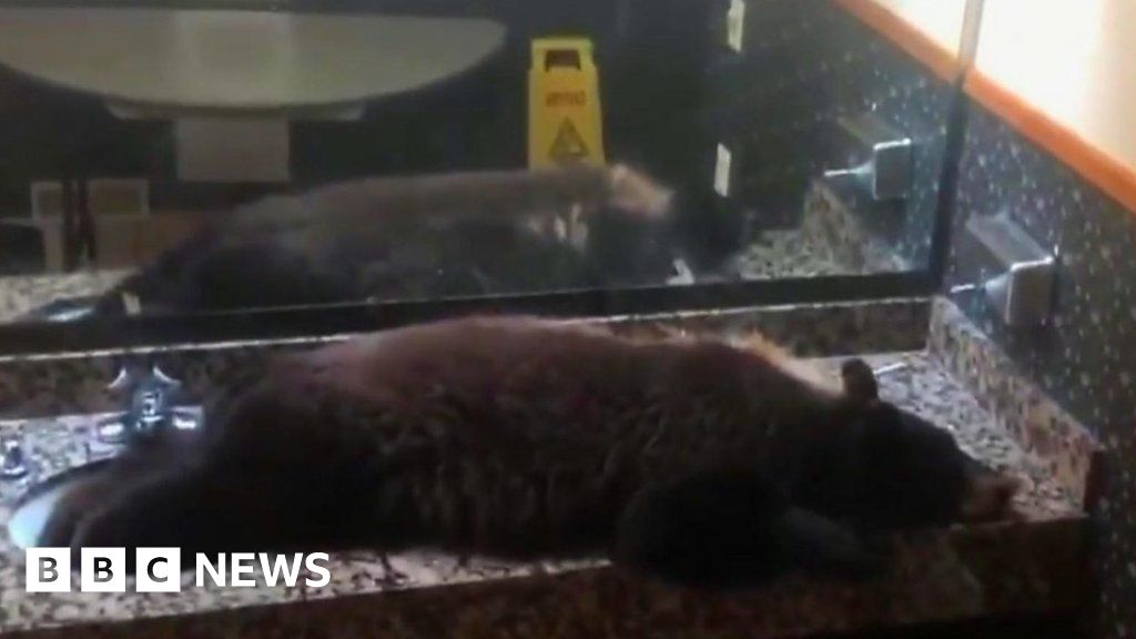 A black bear takes a NAP in the hotel bathroom