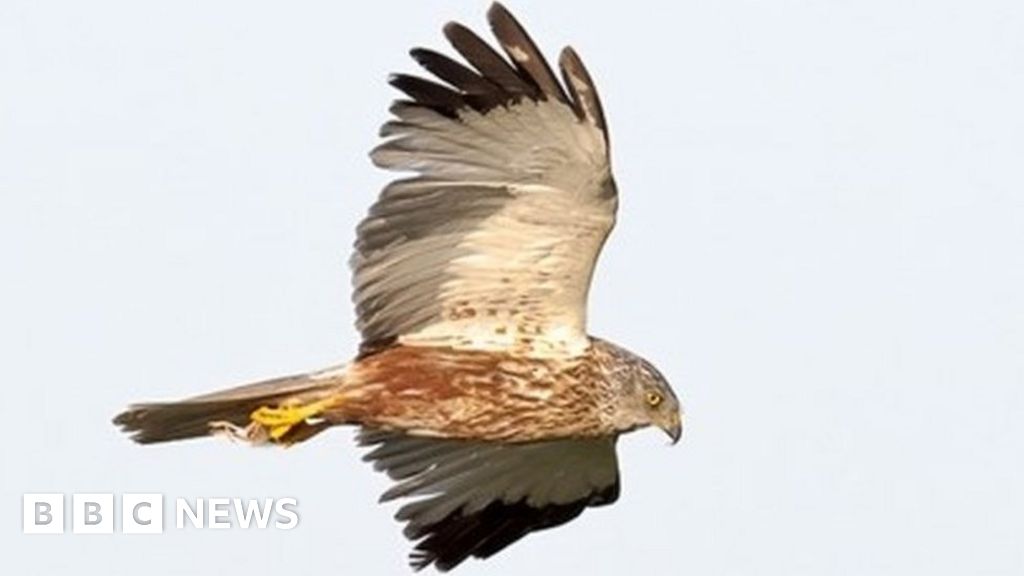 Marsh harrier nests discovered on Sizewell C land