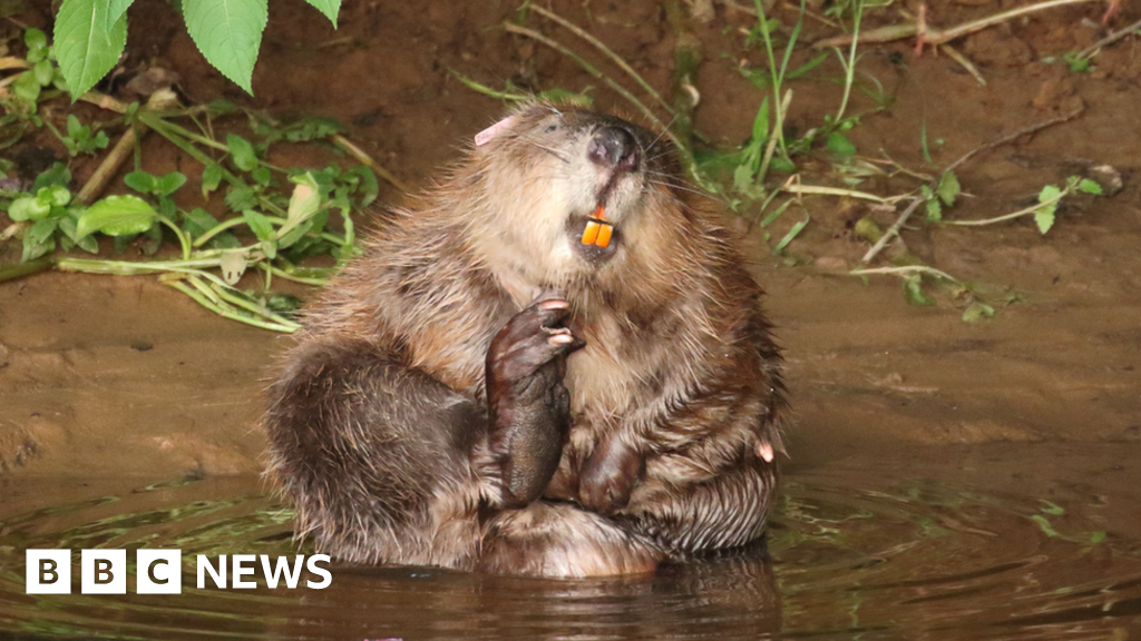 Beaver families win legal 'right to remain'