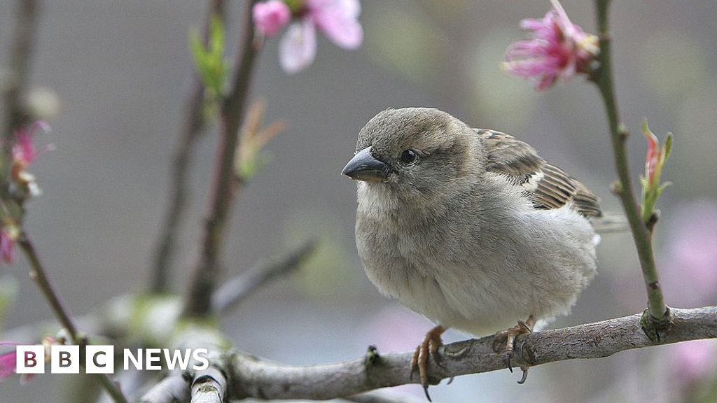 More than a billion sparrows in the world, study finds