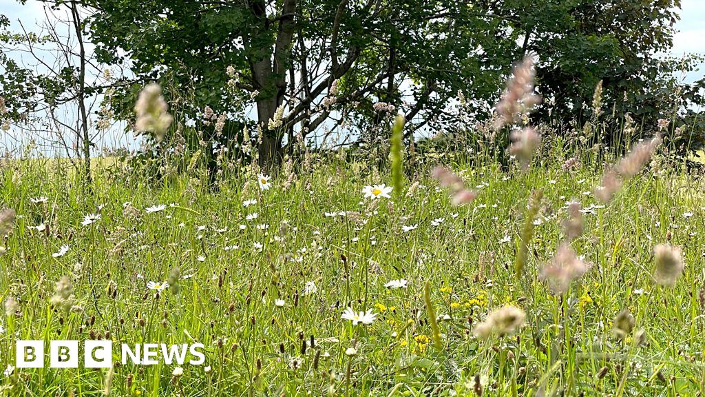 saving-our-vanishing-wildflower-meadows