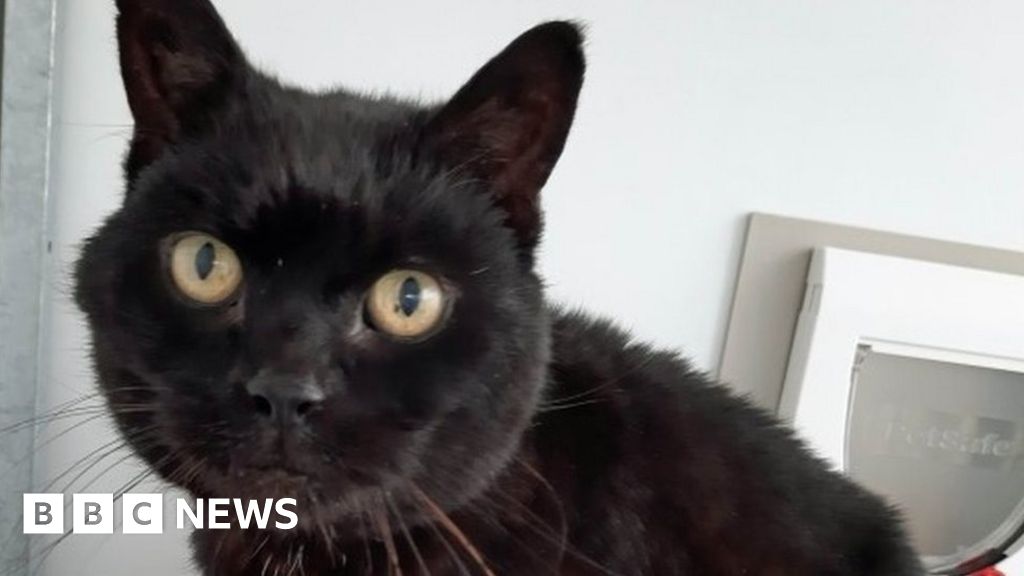 Isle of Wight cat reunited with family after 14 years