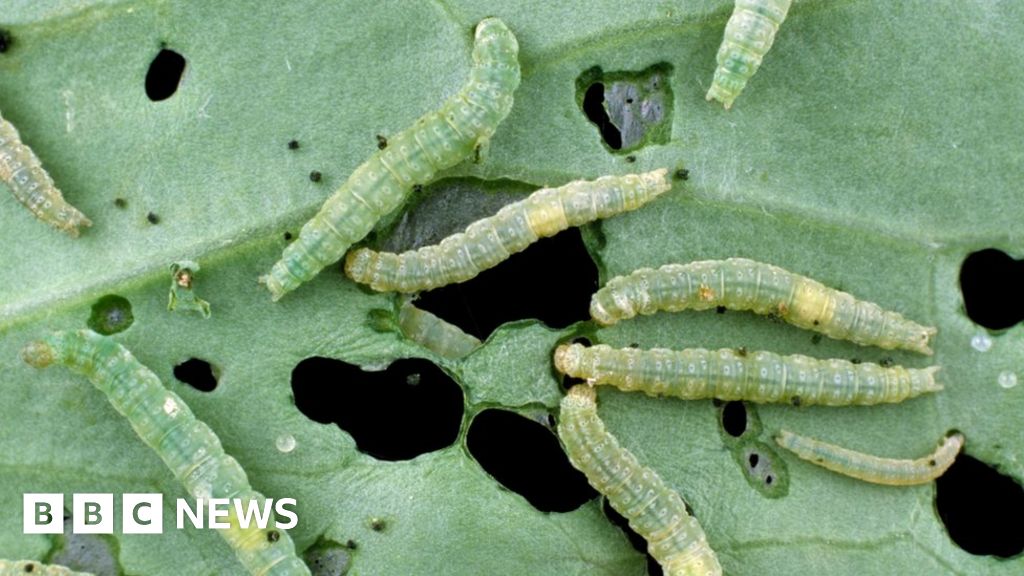 Reality Check: Are clothes moths on the rise? - BBC News