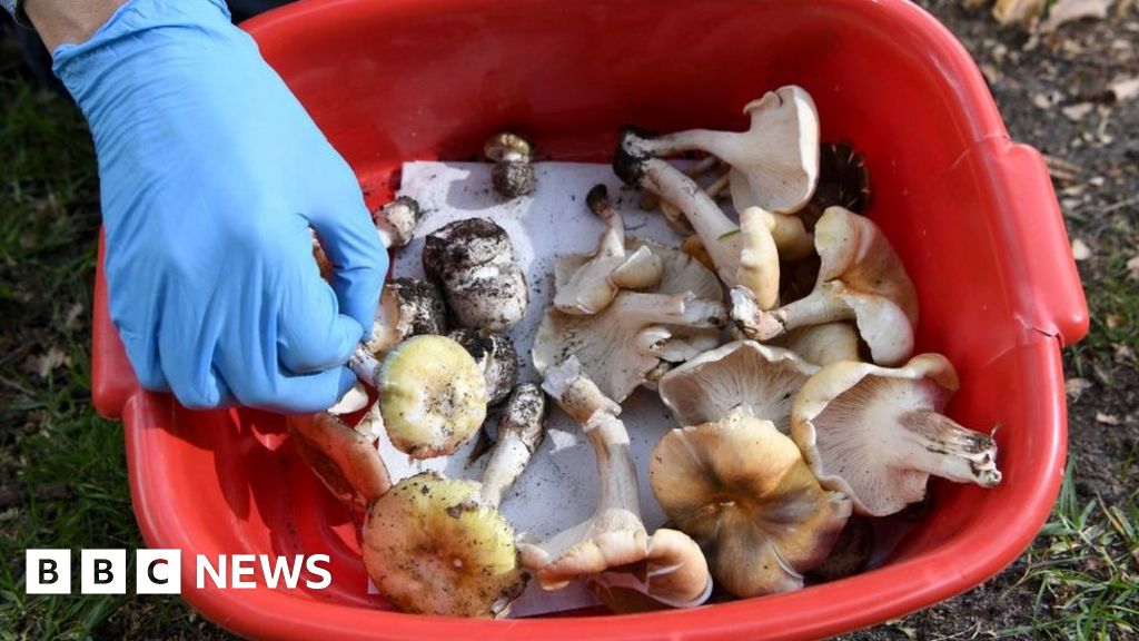 Arrest made in suspected mushroom poisoning deaths – BBC Information