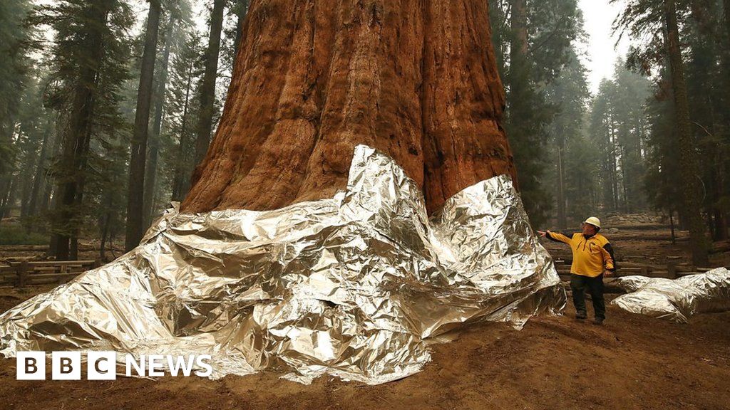 The race to save California’s famous sequoia trees