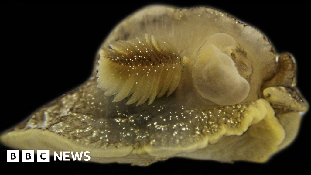 영국 해역에서 신비한 바다 생물이 발견되었습니다