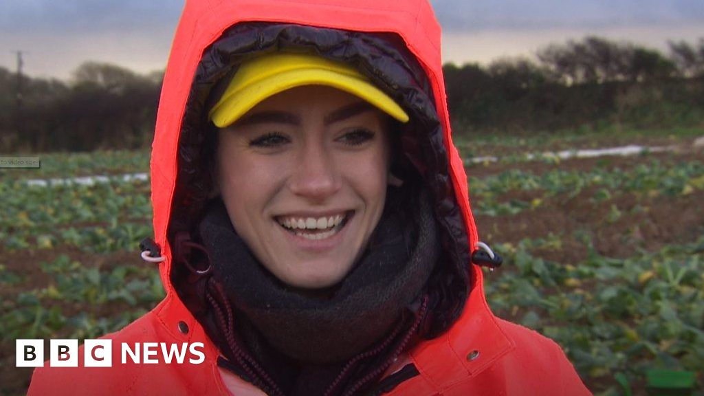 Brits try EU migrants' vegetable picking jobs in Cornwall BBC News