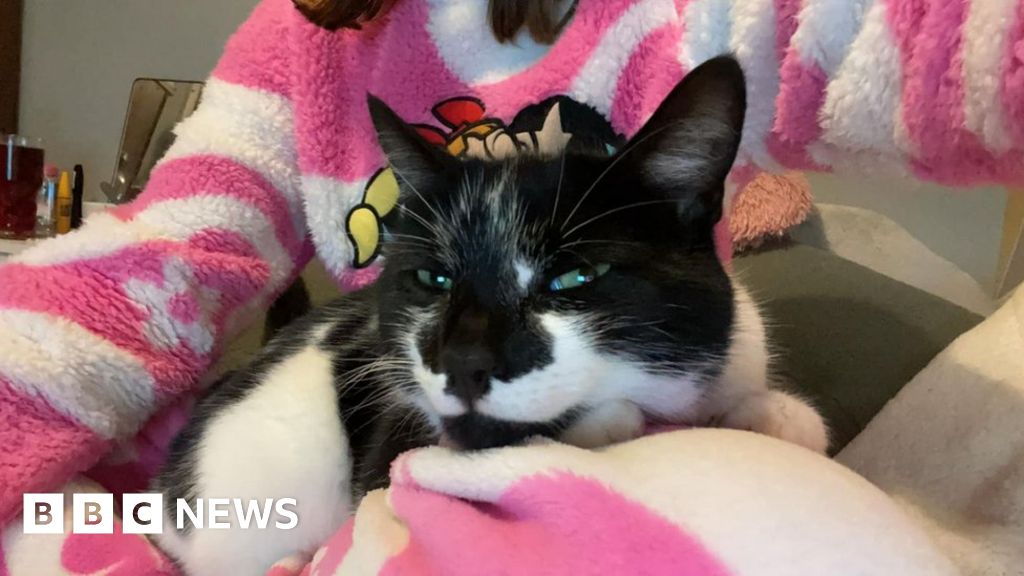 Nottinghamshire cat put down after being shot with airgun pellet