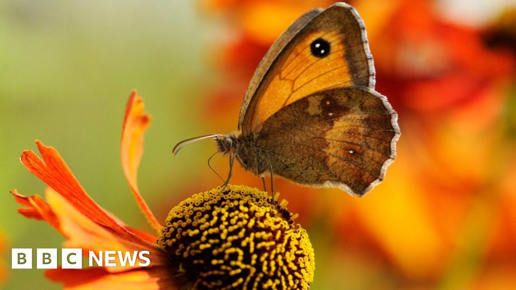 Big Butterfly Count: Sightings worryingly low, say UK conservationists