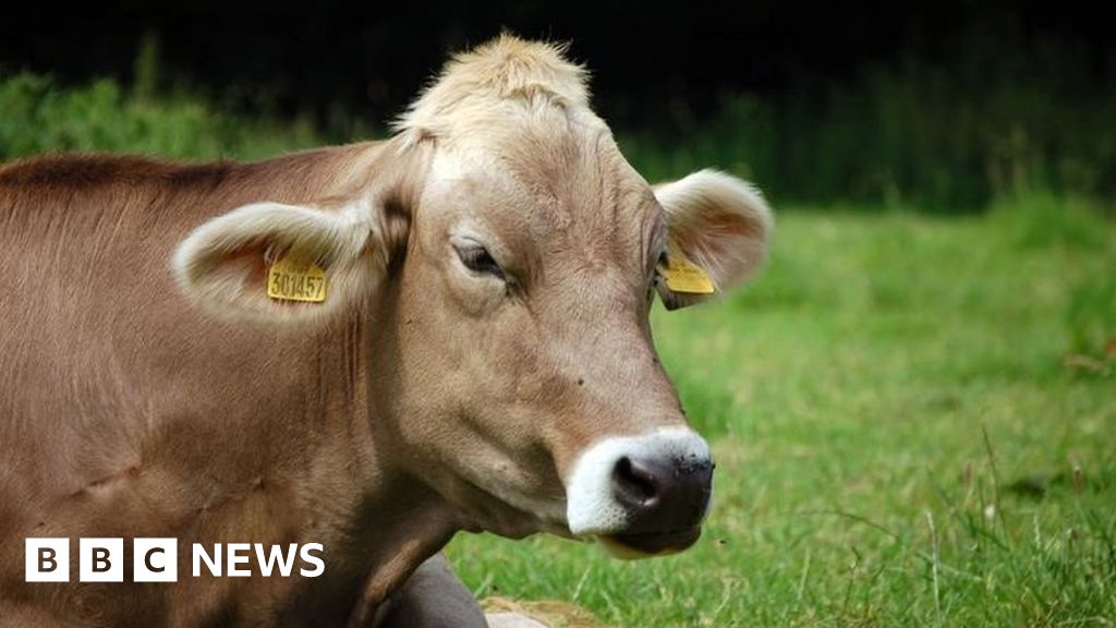 can-we-justify-killing-animals-for-food-bbc-news