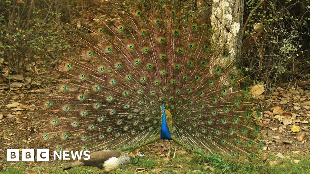 India Judge Mocked For Saying Peacocks Don T Have Sex Bbc News