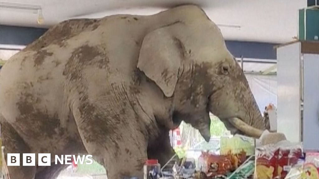 Watch: Hungry elephant wanders into Thai grocery store