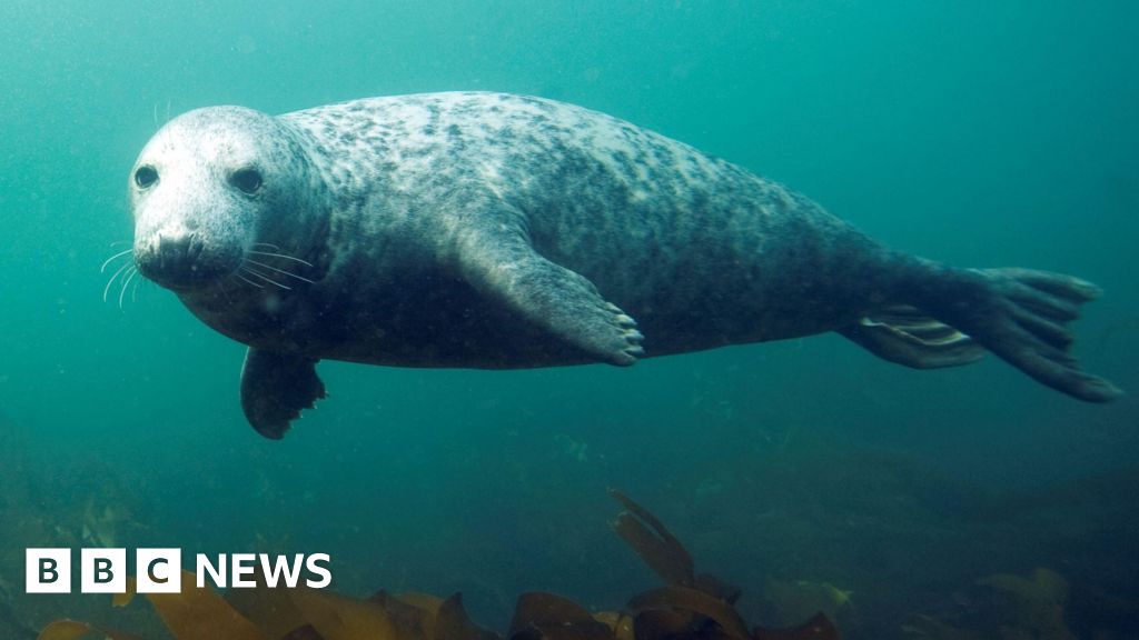Killer grey seals suspected of claiming first dolphin in Welsh waters