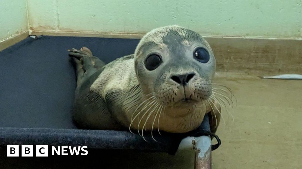 Malnourished seal washed up on Brighton beach
