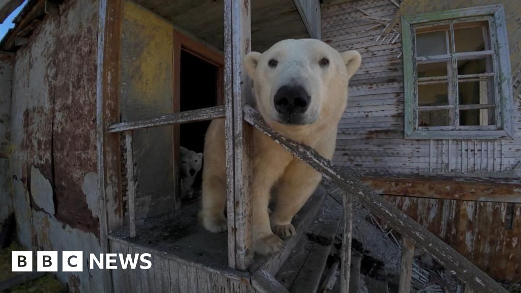 Watch: Polar bears occupy abandoned Soviet-era research station