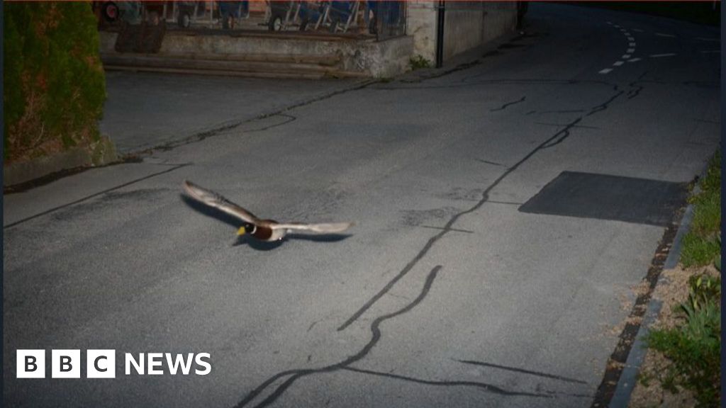 Speeding duck: Switzerland traffic cameras catch flying mallard