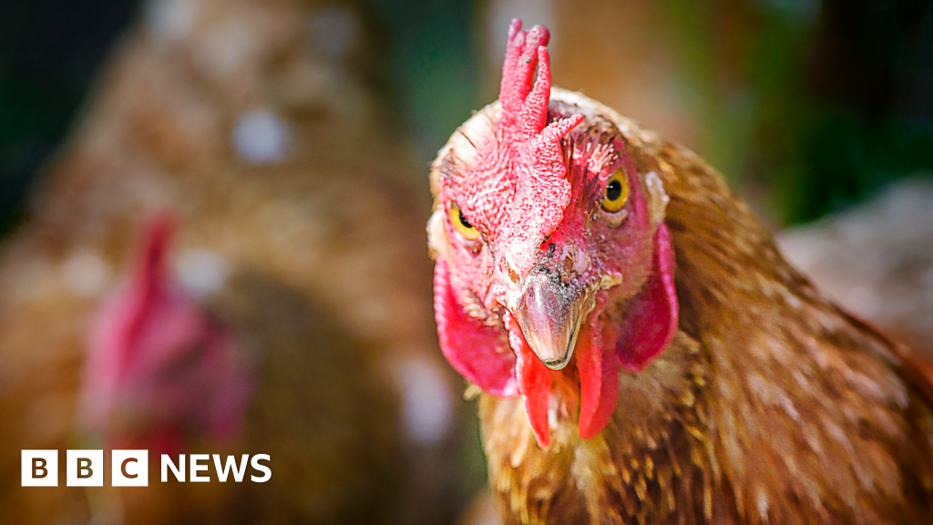 Legal challenge to the approval of a chicken farm