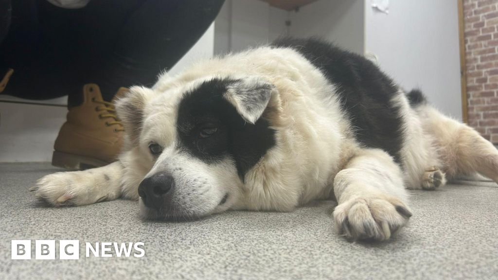 Hull rescue charity helps 'morbidly obese' dog lose weight