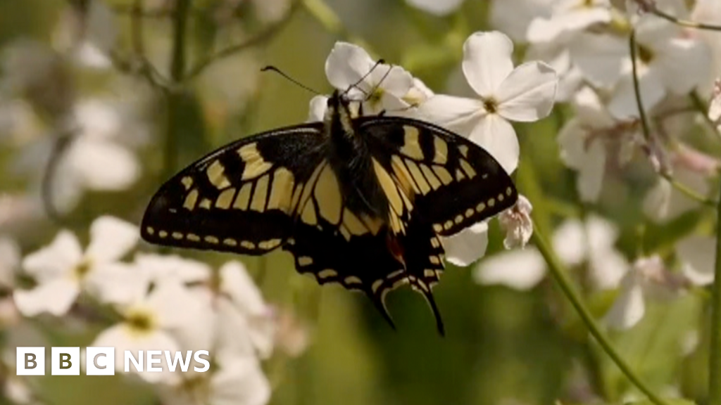 Project to bring rare butterfly back to Yorkshire