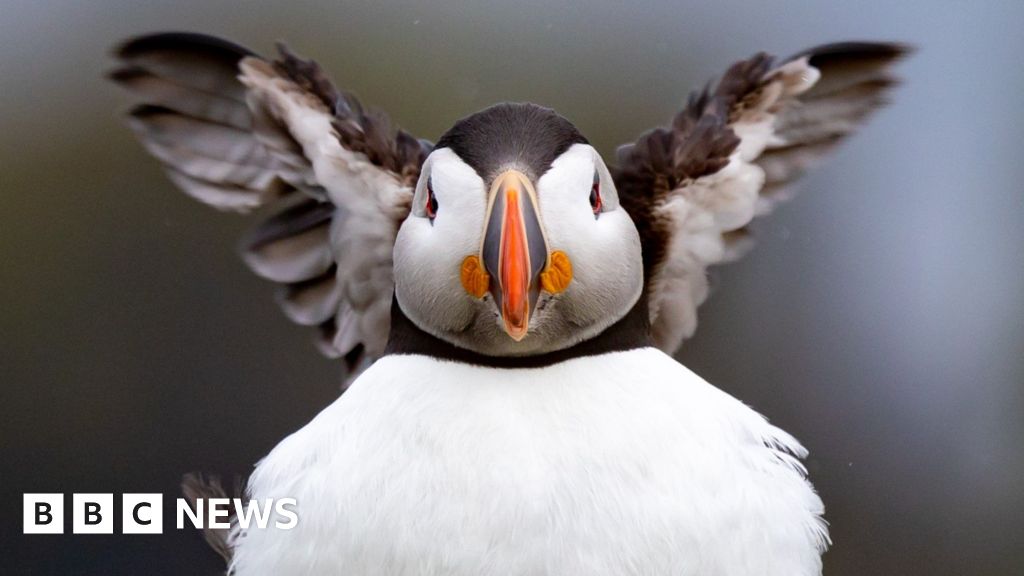 Your pictures of Scotland: Photographs from around the country – BBC News