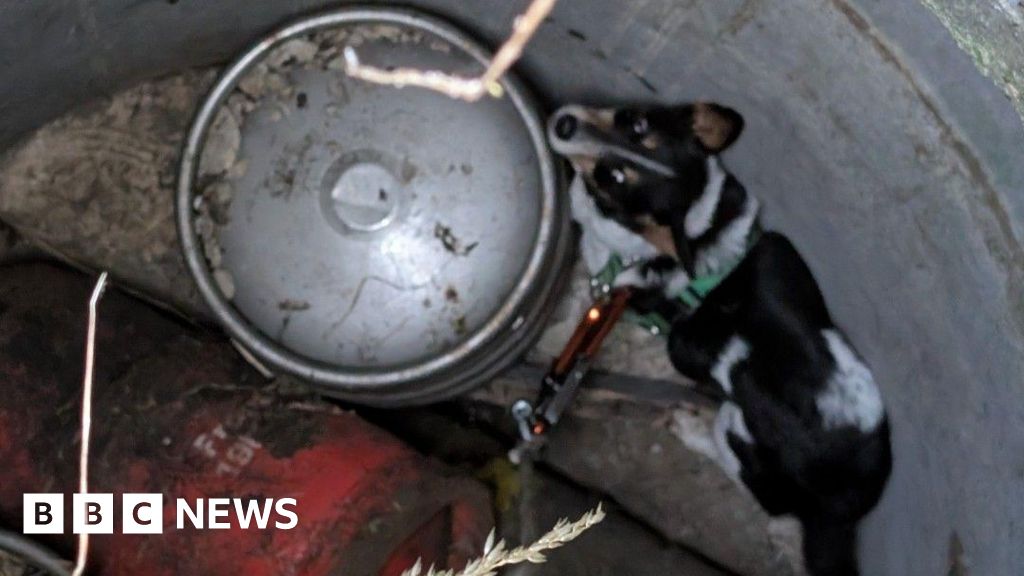 Dog rescued after being stuck down a well for 11 days