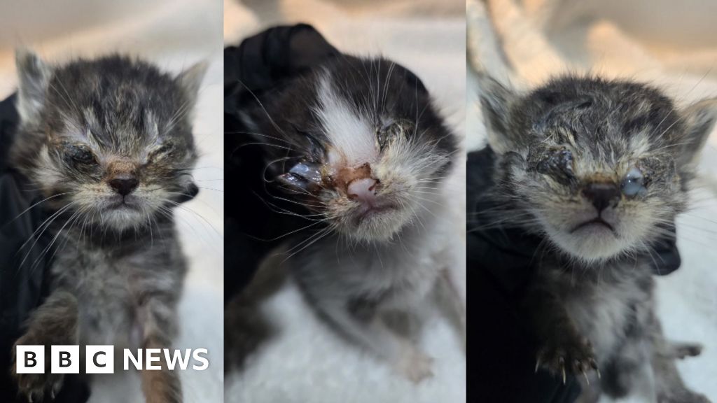 Multiple Kittens Rescued From Abandonment Across UK, India, US Amid Rising Animal Neglect Concerns