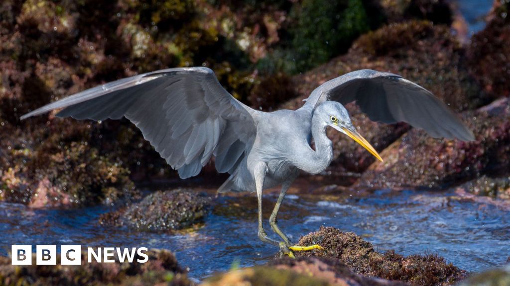 Rare African heron draws crowds to Welsh coast
