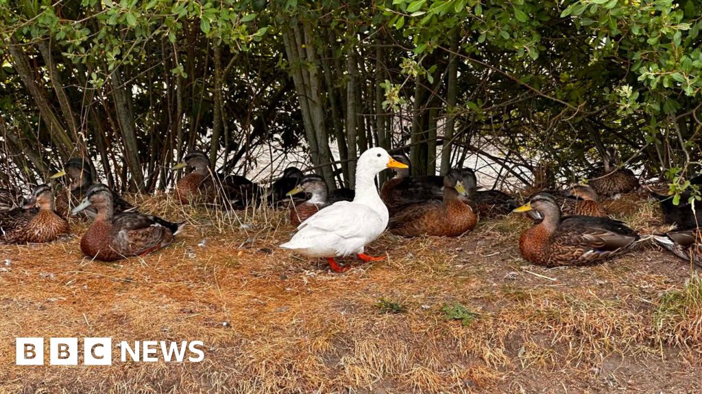 Woman Rescues Ducks After Hempton Pond Dries Up