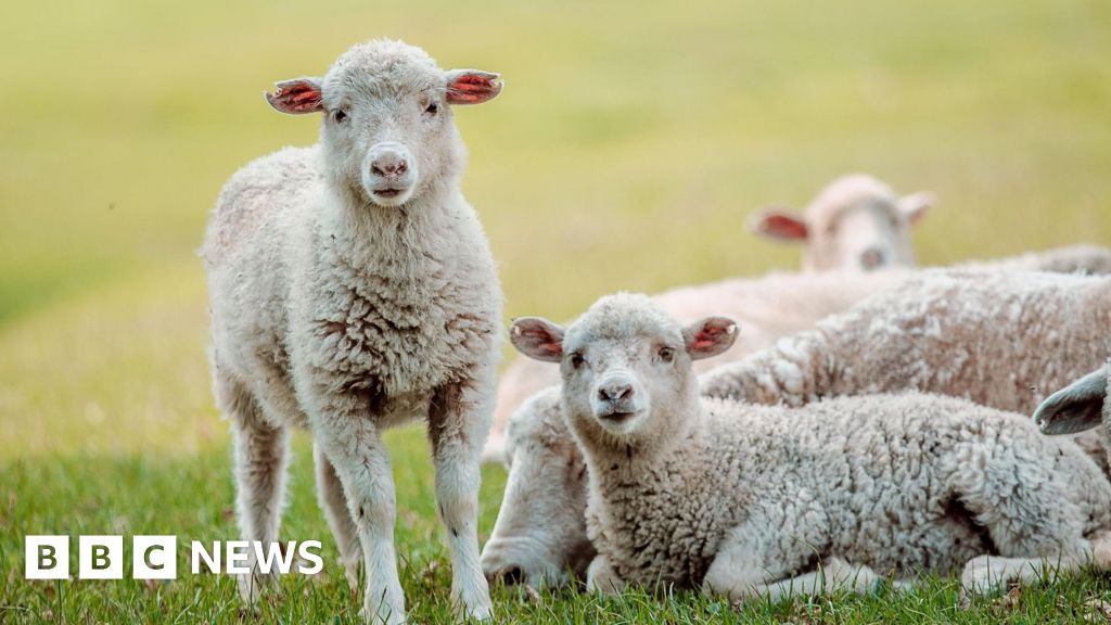 Two more cases of potentially deadly bluetongue virus detected in Scotland