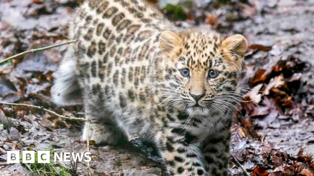 Rare leopard cub Zeya in first public appearance at Dartmoor Zoo