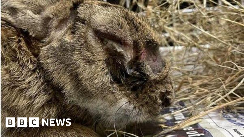 Guernsey vets report two viral diseases in rabbits