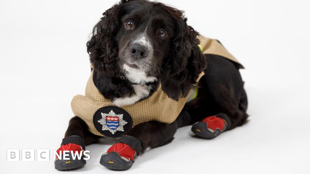 Sherlock, anjing pemadam kebakaran terpanjang di London, untuk pensiun