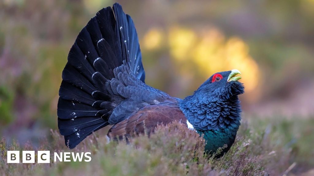 Courting capercaillies up 50% on Cairngorms reserve